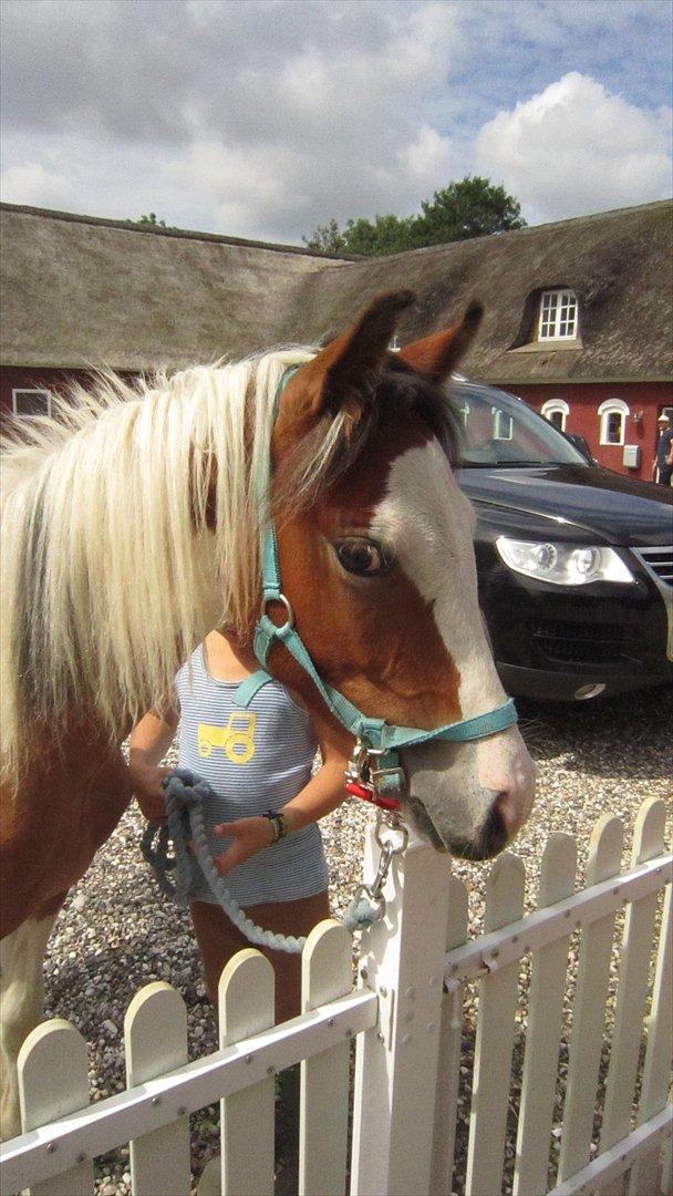 Anden særlig race Prins Viggo /Hania billede 14