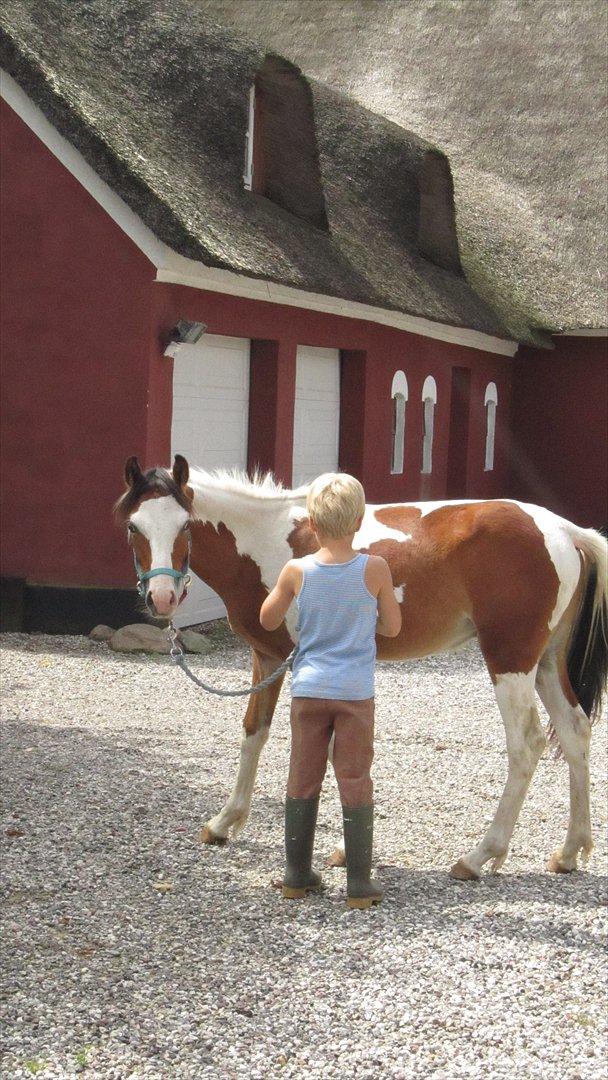 Anden særlig race Prins Viggo /Hania billede 15