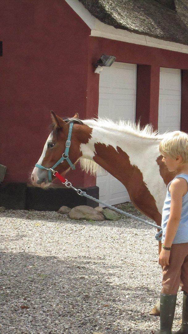 Anden særlig race Prins Viggo /Hania billede 16