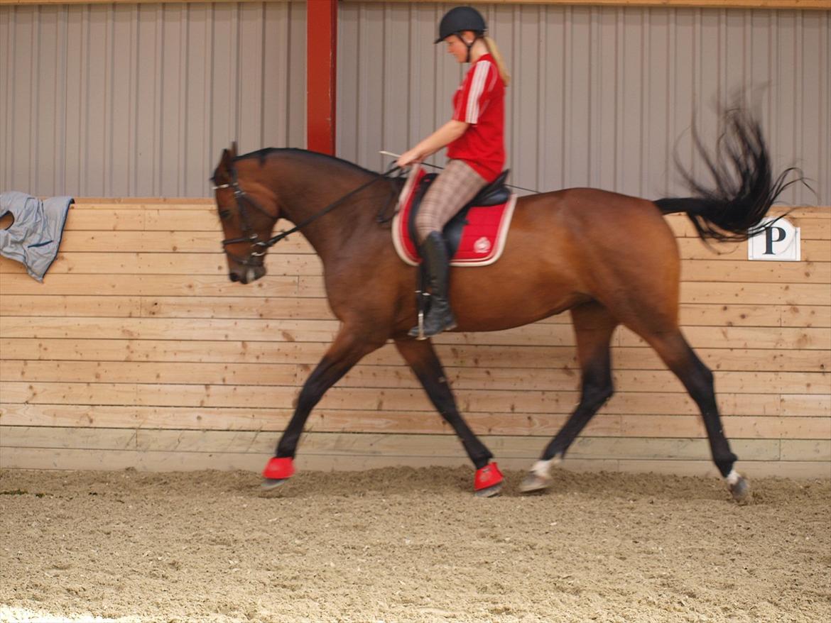 Dansk Varmblod Ann-Star - dressur d. 9 august 2011 billede 14