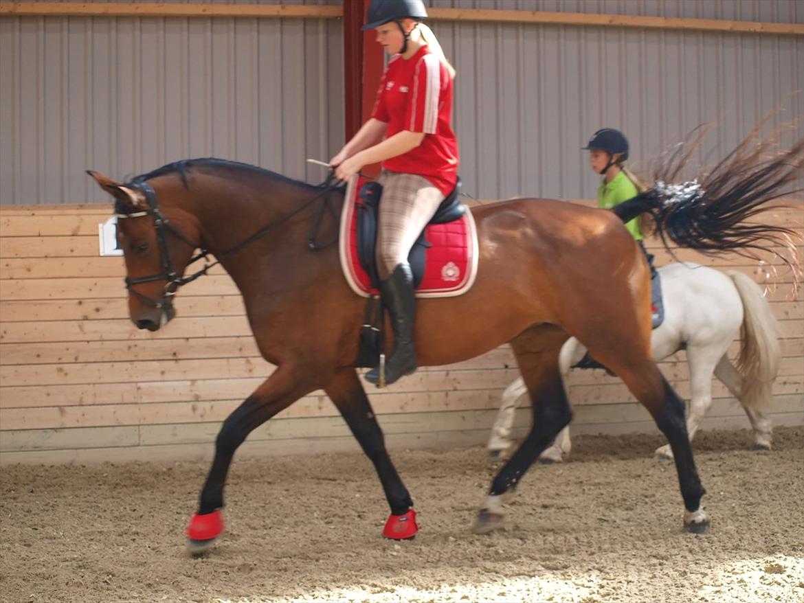 Dansk Varmblod Ann-Star - dressur d. 9 august 2011 billede 15