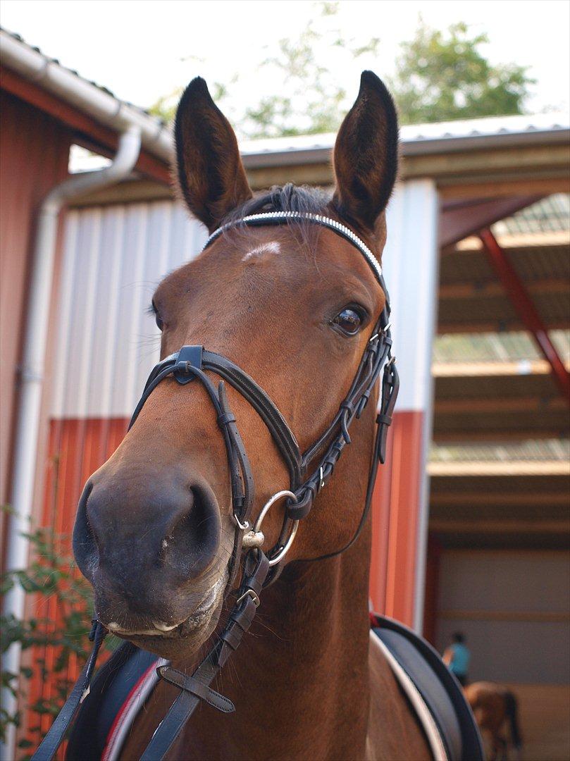 Dansk Varmblod Ann-Star - Ann-Star <3 billede 1