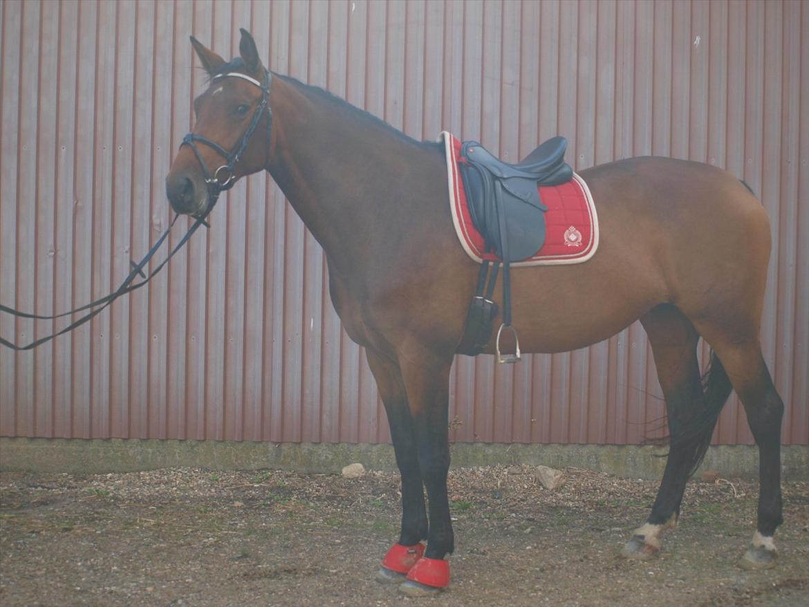 Dansk Varmblod Ann-Star - Ann-Star <3 billede 16