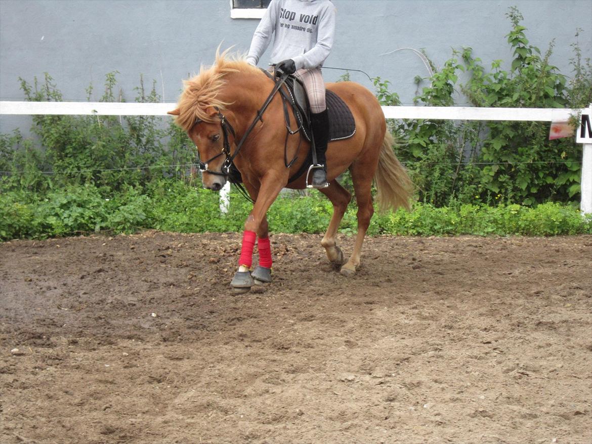 Islænder Gletta - Fotograf: Helena Rasmussen billede 15