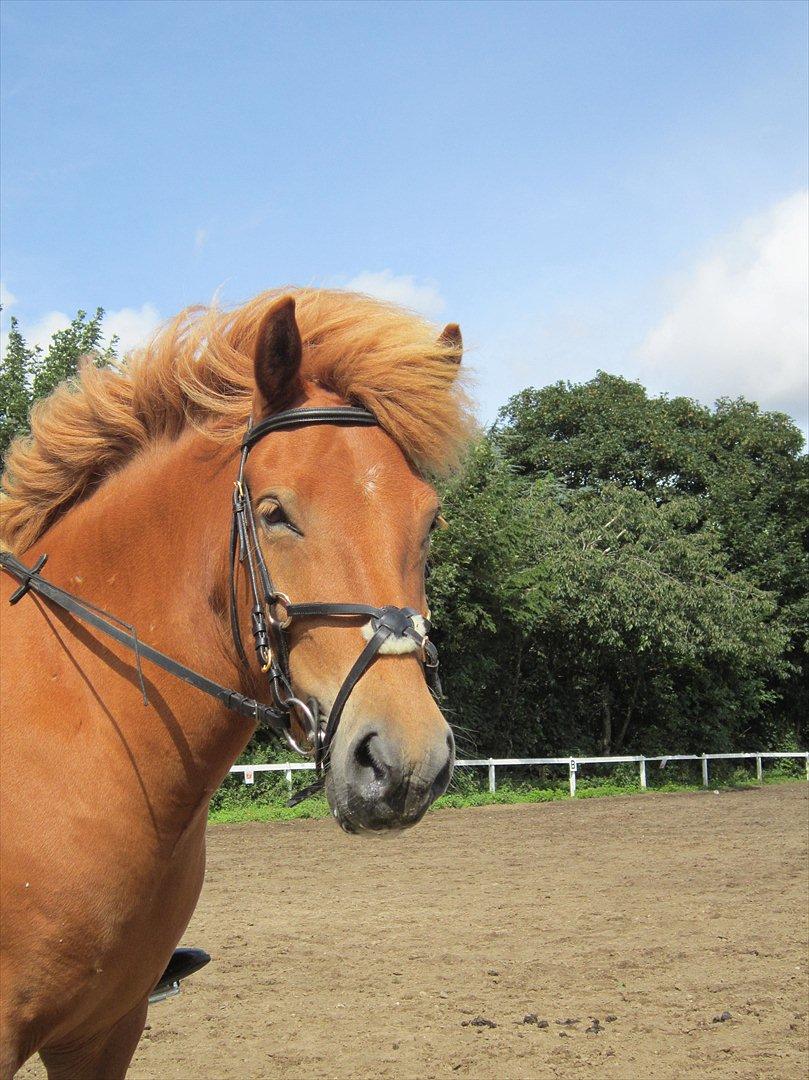 Islænder Gletta - Super star! :-D
Fotograf: Helena Rasmussen billede 16