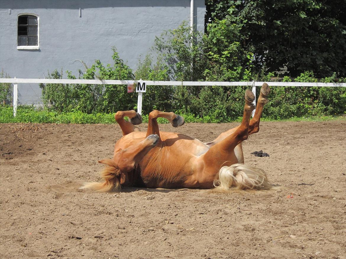 Islænder Gletta - Fotograf: Mig ;-) billede 19