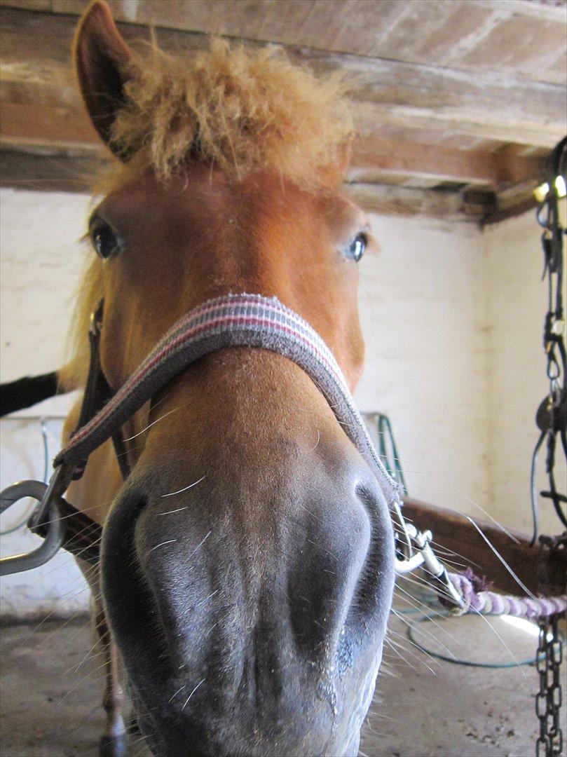 Islænder Gletta - Velkommen til Gletta's profil :D
Fotograf: Mig :-) billede 1