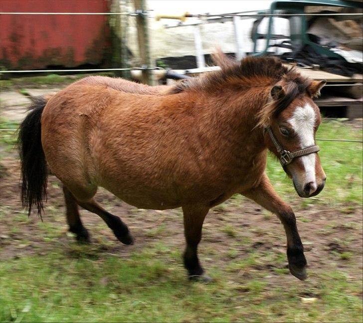 Dansk Miniature comanche warrios lucy - min fede' pony kan altså godt flytte fusserne:D billede 12