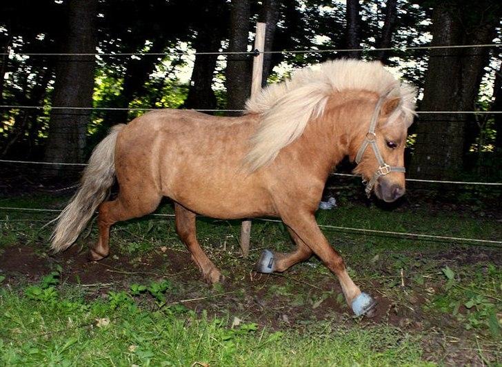 Miniature dario gold supreme - fordi min elskede guld'pony har fantastisk gang!<3 billede 2