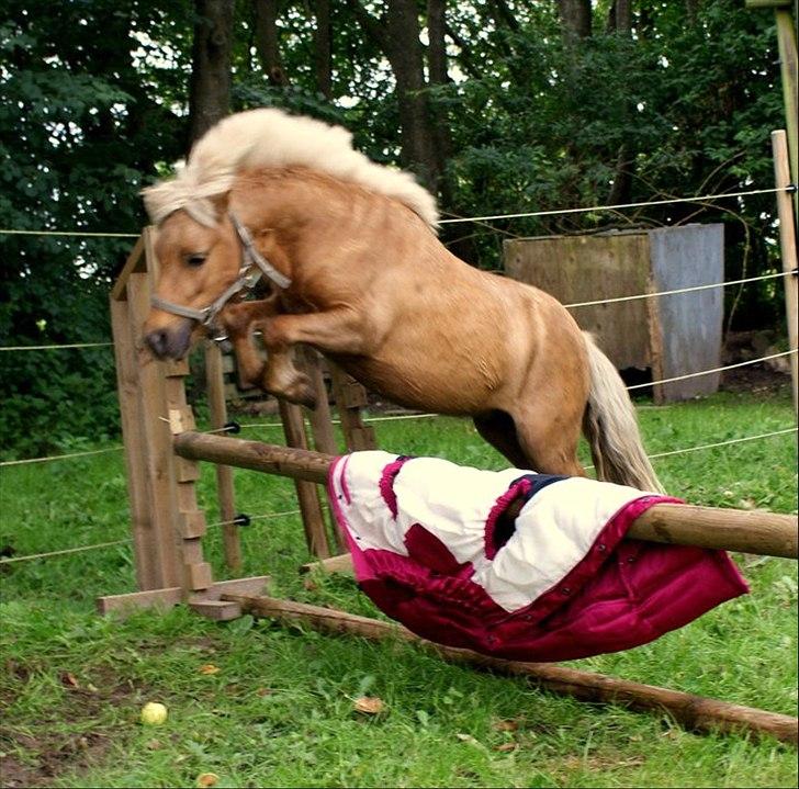 Miniature dario gold supreme - Guld'pony<3 billede 13