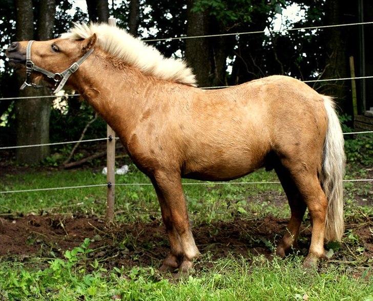 Miniature dario gold supreme - Lækker'heden!<3 billede 5
