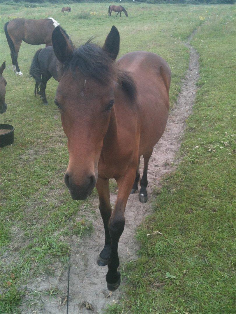 Connemara Marienhøjs Bella billede 14