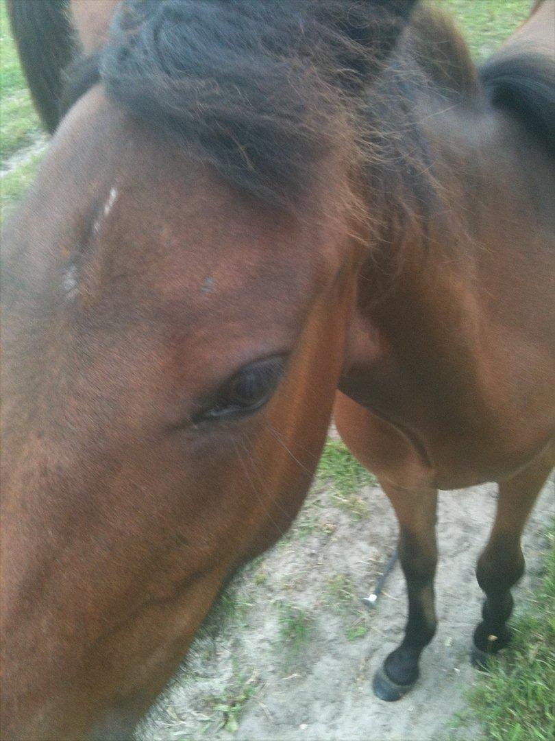 Connemara Marienhøjs Bella billede 15