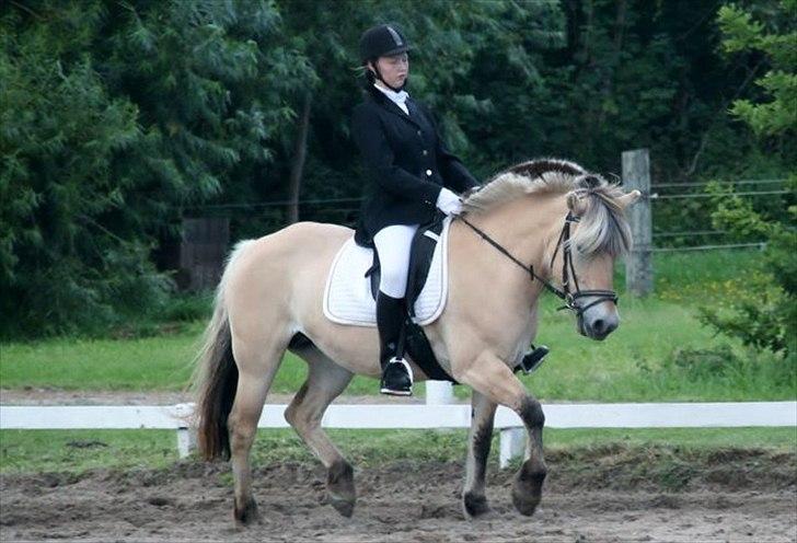 Fjordhest mølhøjs fenja billede 10