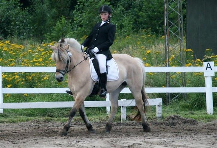 Fjordhest mølhøjs fenja - stævne:) billede 11