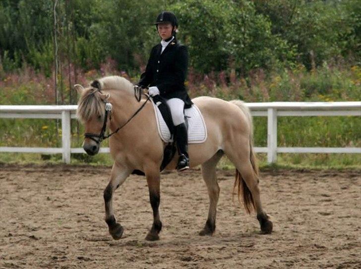 Fjordhest mølhøjs fenja - stævne:) billede 12