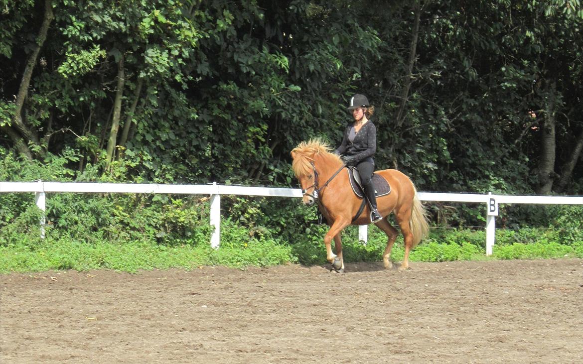 Islænder Gletta fra Stenbjerg.  - Dressur træning d.10/8-2011 foto: Rikke  billede 18