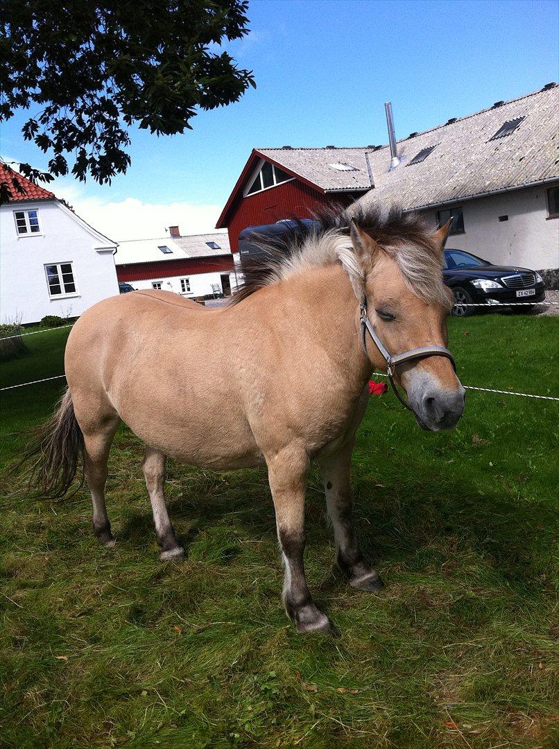 Fjordhest Jasmin - jeg vil sove billede 3