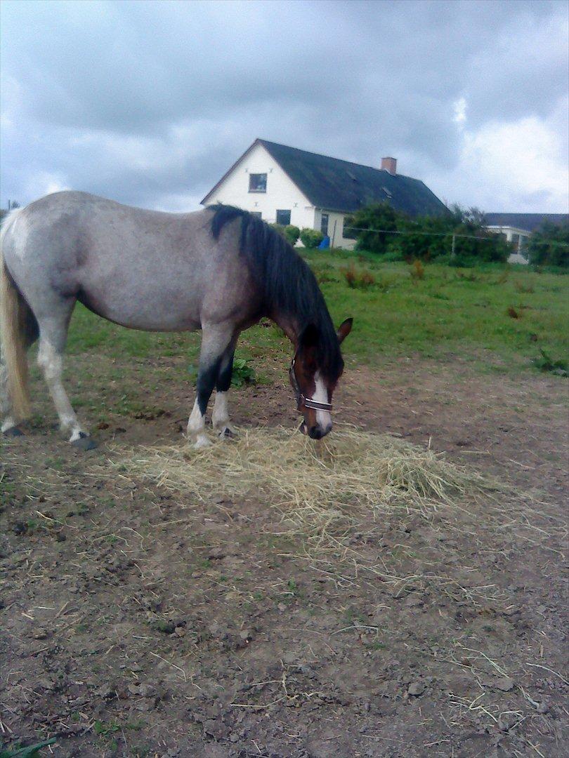 Pinto Pandora<3 - Velkommen til Pandora`s profil billede 14