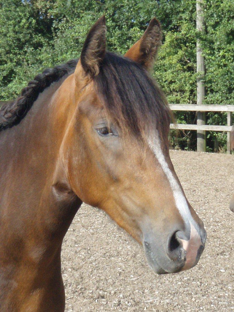 New Forest Sjølunds Sirocco Solgt - Sirocco 2 år, aug. 2011 billede 15
