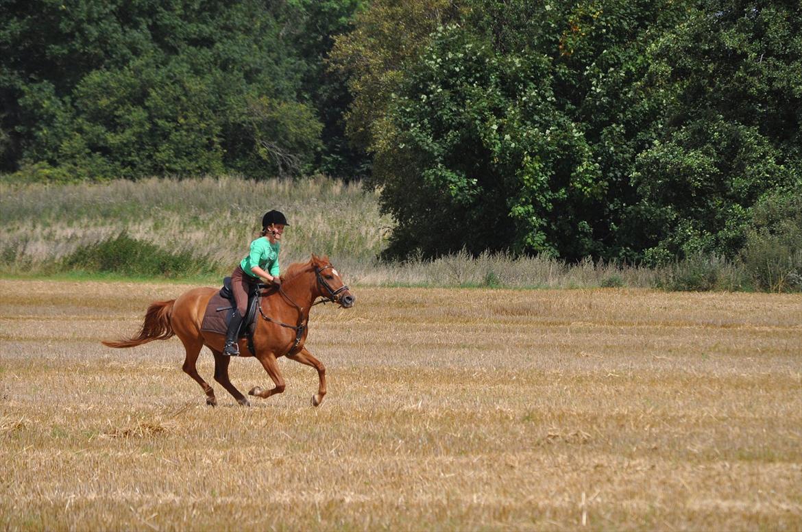 Anden særlig race Celina - D 9-8-2011 billede 6