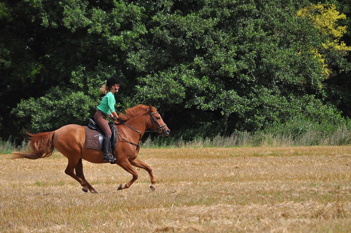 Anden særlig race Celina - D 9-8-2011 billede 13