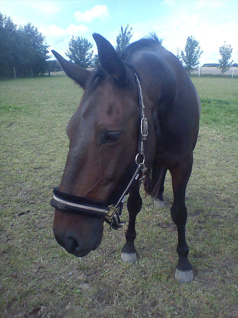 Anden særlig race Teglgårdens Farengo billede 8