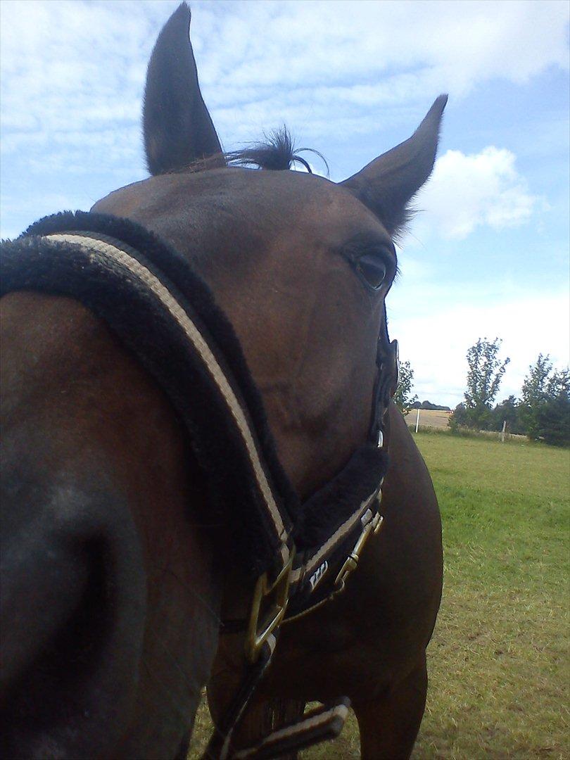 Anden særlig race Teglgårdens Farengo - "har du noget jeg kan spise?"  :P billede 7