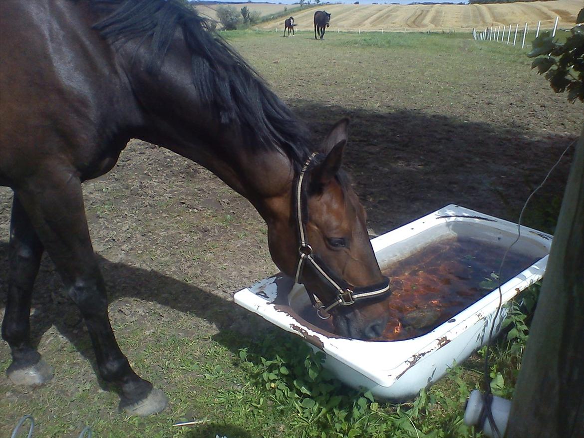 Anden særlig race Teglgårdens Farengo billede 6