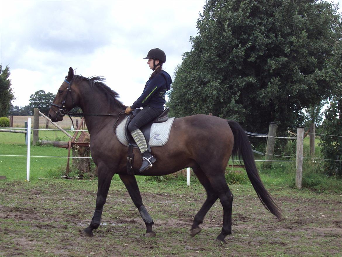 Anden særlig race Teglgårdens Farengo billede 2