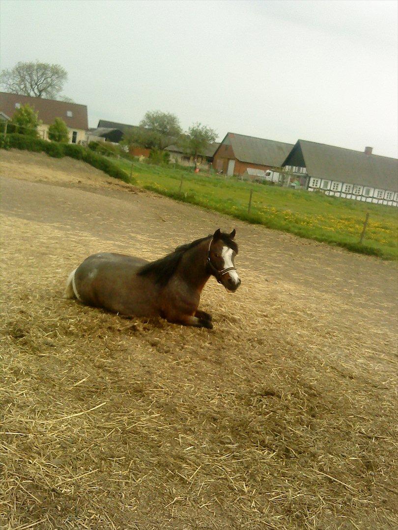 Pinto Pandora<3 - Det er mijn søde pony Pandora!!<3(-: billede 15