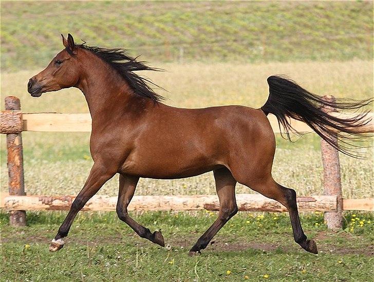 Arabisk fuldblod (OX) 4D Malayka Moniet 2007-2011. - Sommer 2011.
Fotoserie taget af Davidson Arabians. billede 8