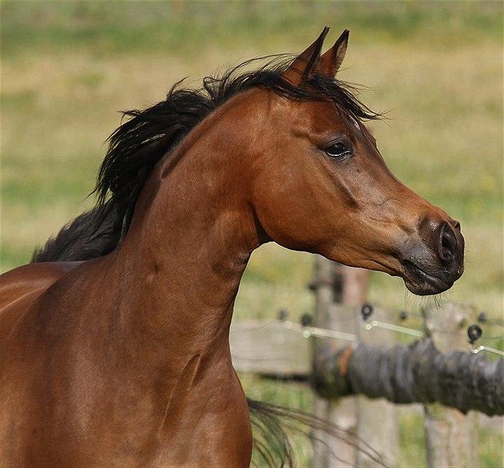 Arabisk fuldblod (OX) 4D Malayka Moniet 2007-2011. - Sommer 2011.
Fotoserie taget af Davidson Arabians. billede 10