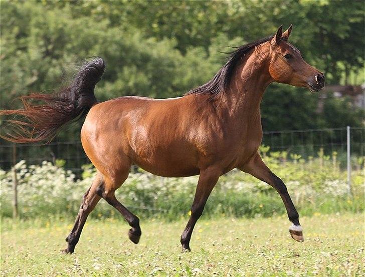 Arabisk fuldblod (OX) 4D Malayka Moniet 2007-2011. billede 9