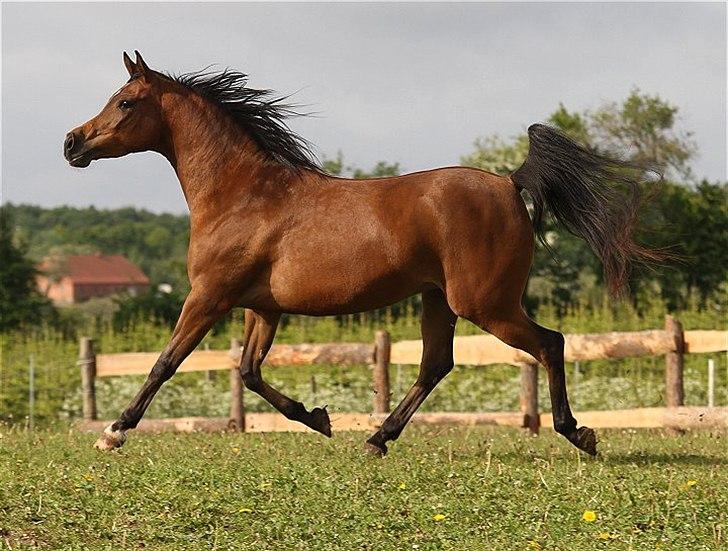 Arabisk fuldblod (OX) 4D Malayka Moniet 2007-2011. billede 6