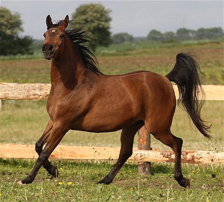 Arabisk fuldblod (OX) 4D Malayka Moniet 2007-2011. billede 5