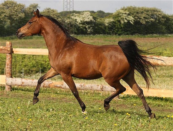 Arabisk fuldblod (OX) 4D Malayka Moniet 2007-2011. billede 4