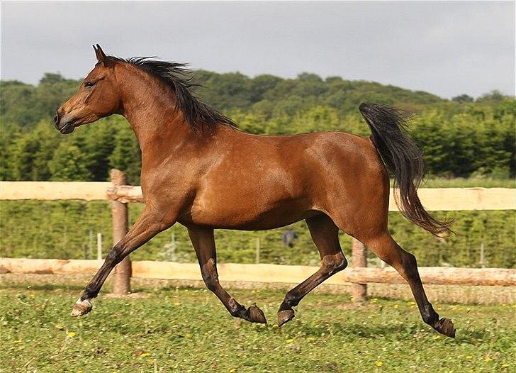 Arabisk fuldblod (OX) 4D Malayka Moniet 2007-2011. billede 3