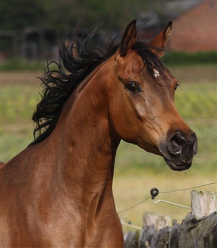 Arabisk fuldblod (OX) 4D Malayka Moniet 2007-2011. - Sommer 2011.
Fotoserie taget af Davidson Arabians. billede 1