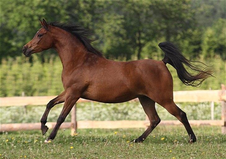 Arabisk fuldblod (OX) 4D Malayka Moniet 2007-2011. billede 2