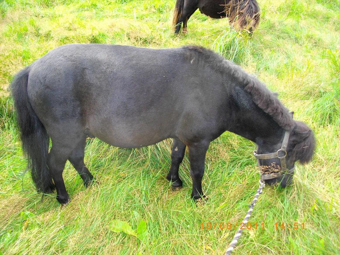 Shetlænder joachim billede 1