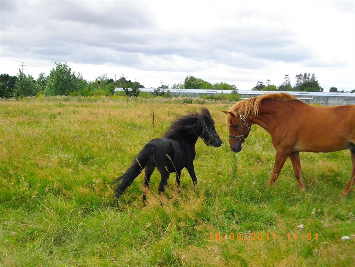 Shetlænder joachim billede 2