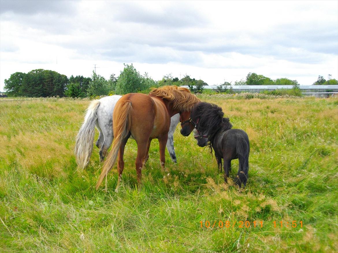 Shetlænder joachim billede 3