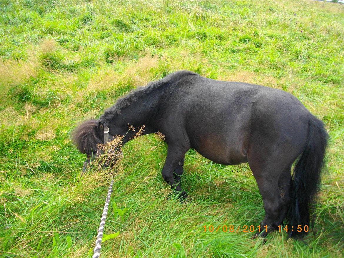 Shetlænder joachim billede 4