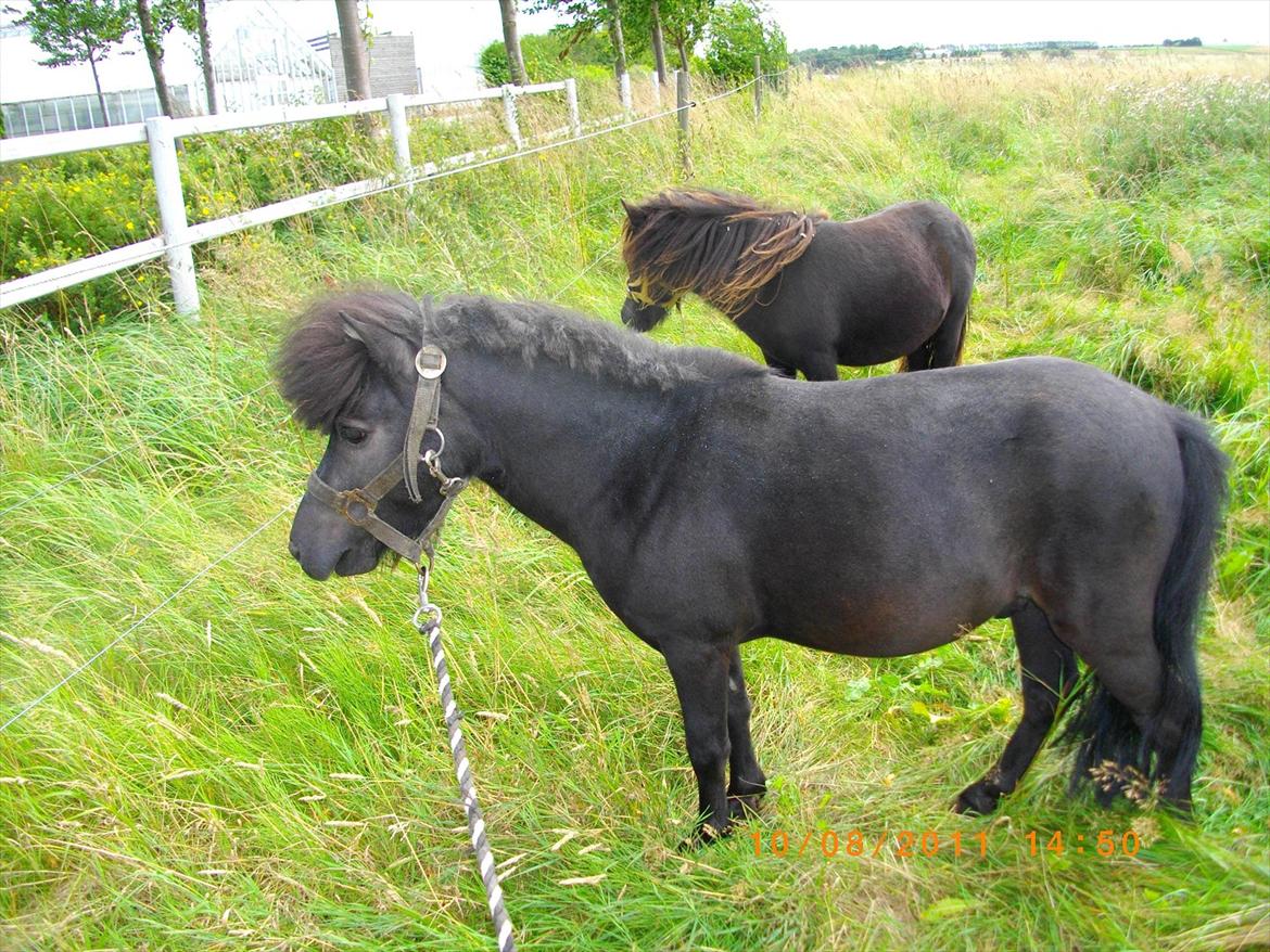 Shetlænder joachim billede 5