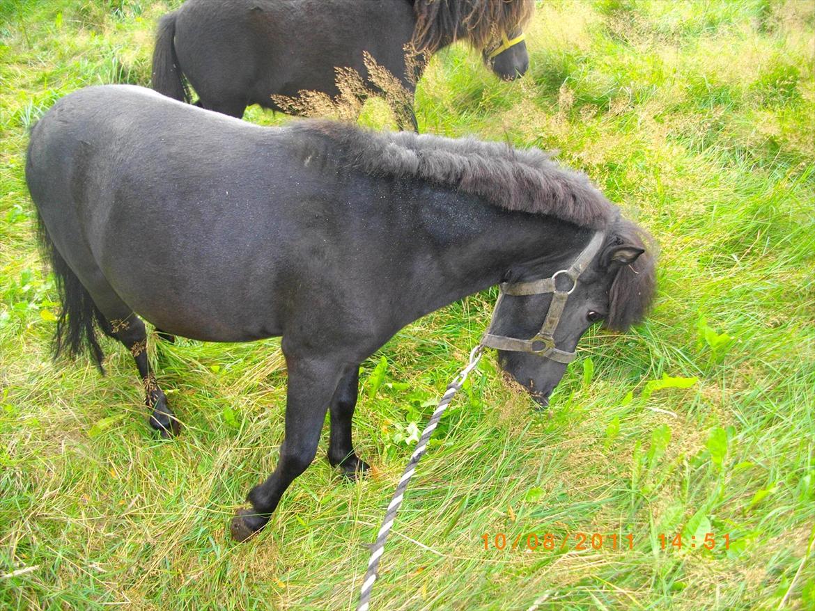 Shetlænder joachim billede 6