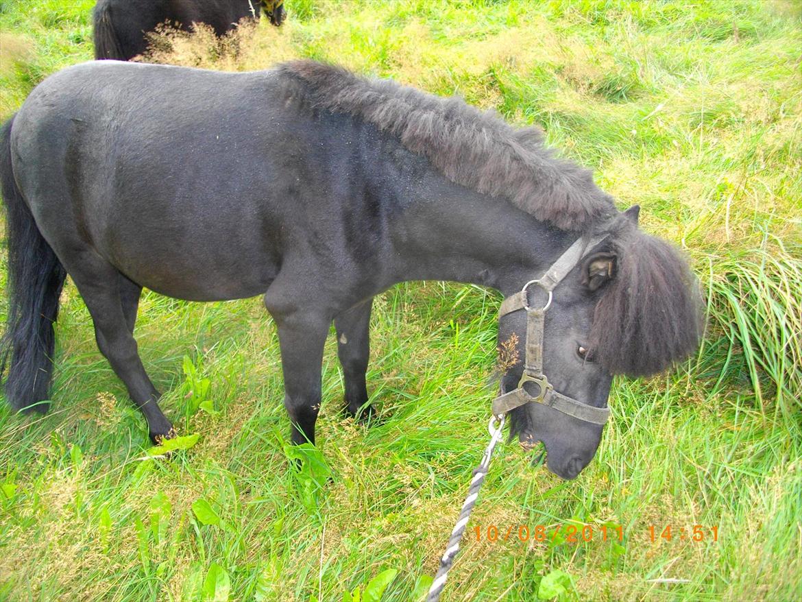 Shetlænder joachim billede 7