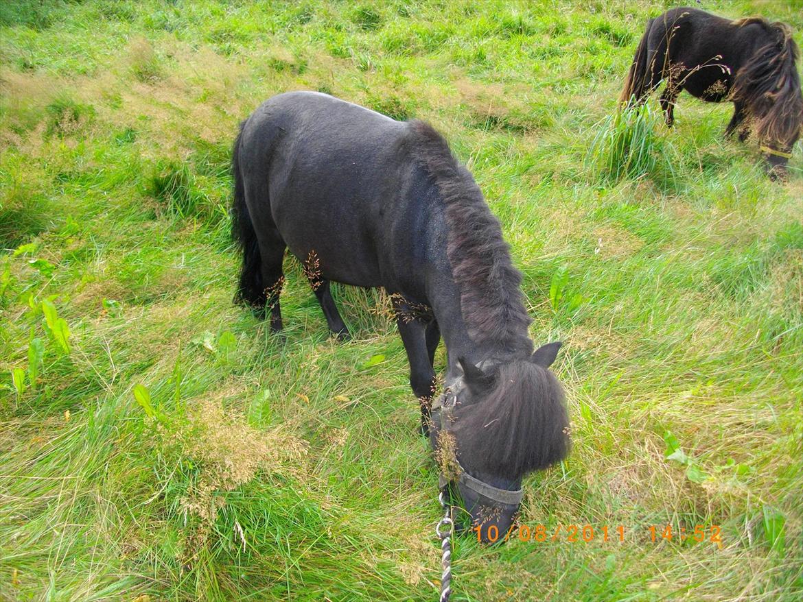 Shetlænder joachim billede 8