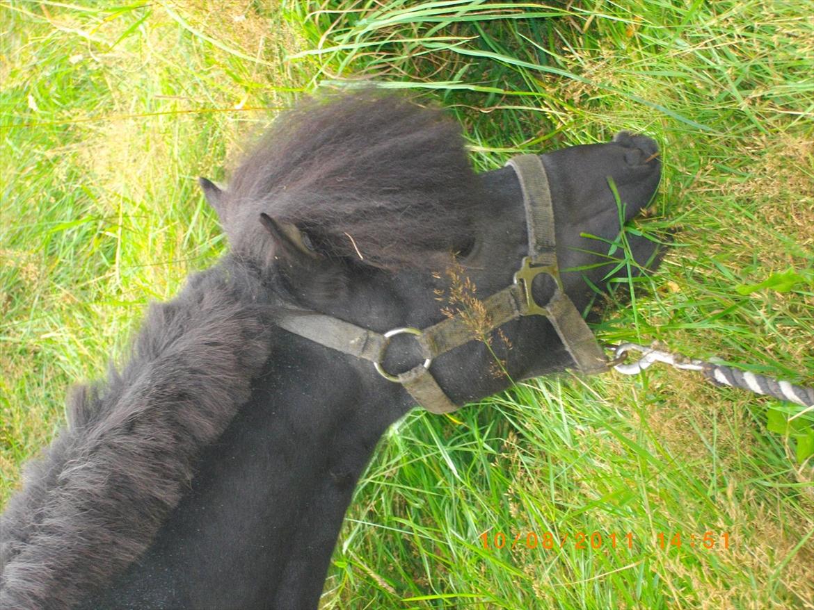 Shetlænder joachim billede 9