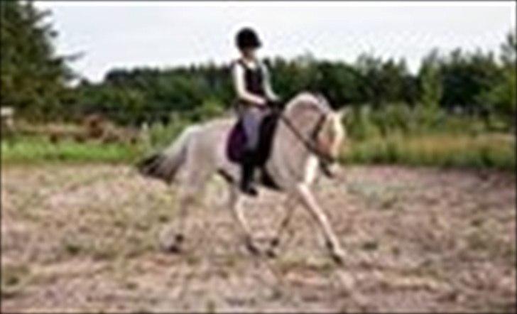 Fjordhest Birkens Saxo billede 2